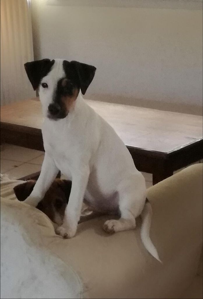 Of Blue Heather's Valley - Chiot disponible  - Parson Russell Terrier